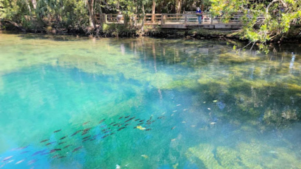 Ellie Schiller Homosassa Springs Wildlife State Park