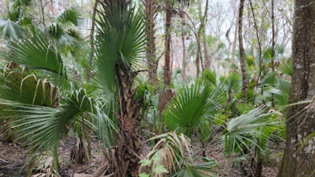 Flat Island Preserve