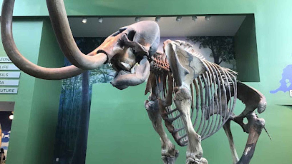 Florida Museum of Natural History-Exhibits