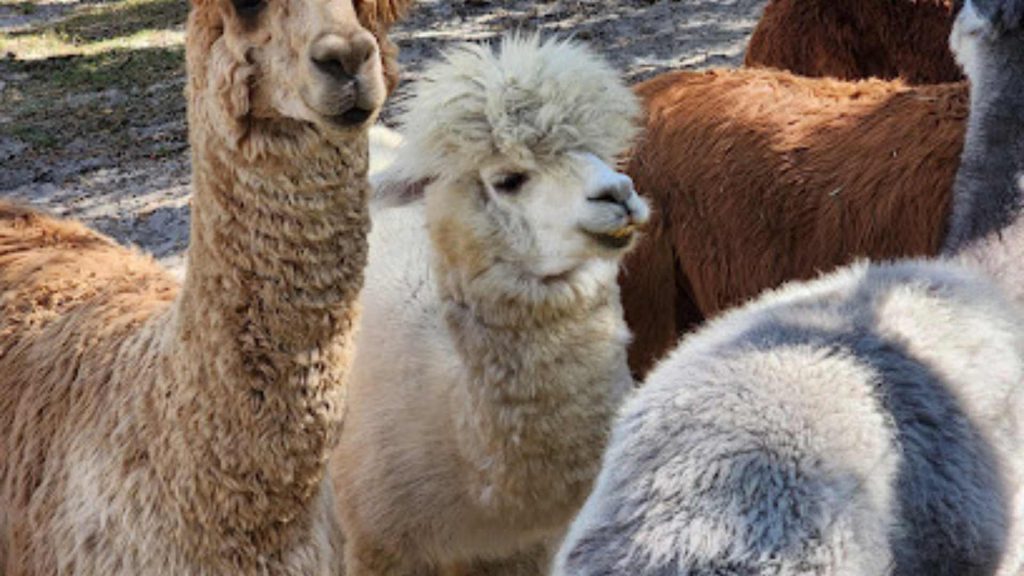 Funny Farm Alpacas