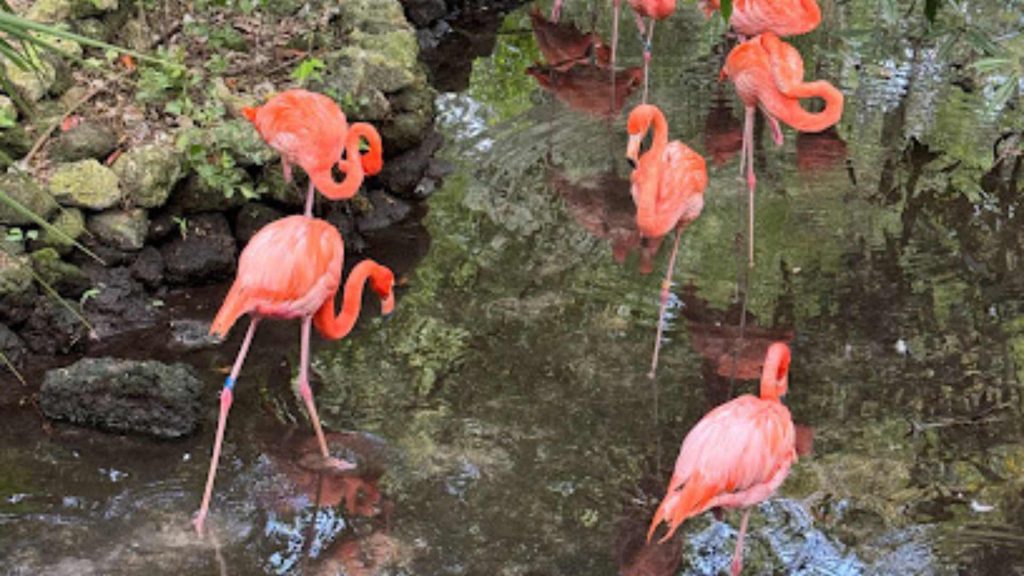 Homosassa Springs State Park Adventures