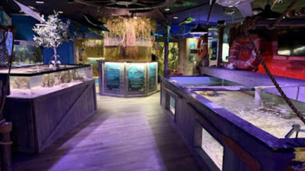 Mertailor’s Mermaid Aquarium Encounter